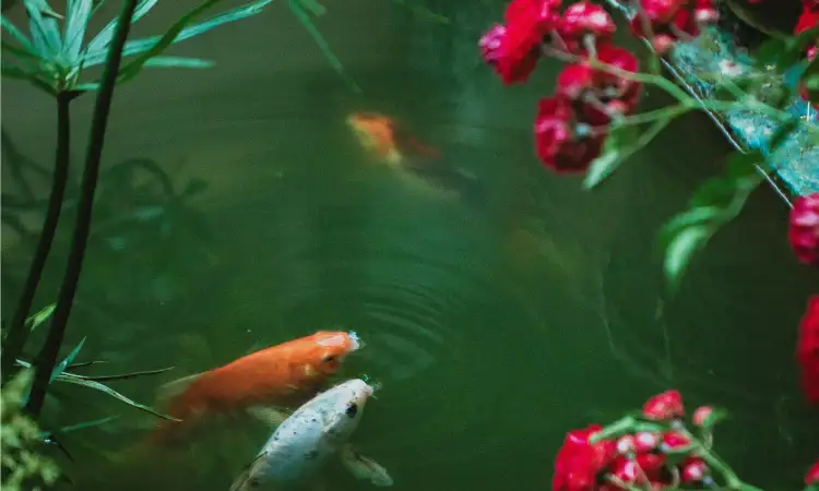 Pembuatan kolam ikan dan taman, Sumber: pexels.com