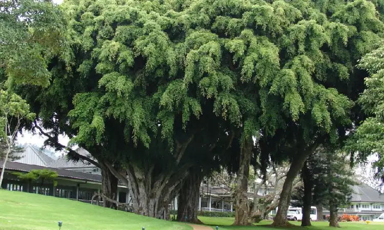 Pohon Beringin, Sumber: bibitonline.com