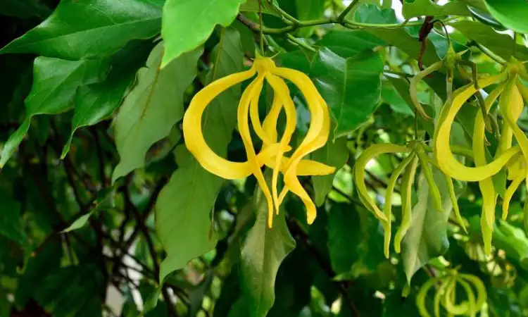 Pohon Kenanga, Sumber: lindungihutan.com