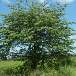 Pohon Kersen, Sumber: wikipedia.com