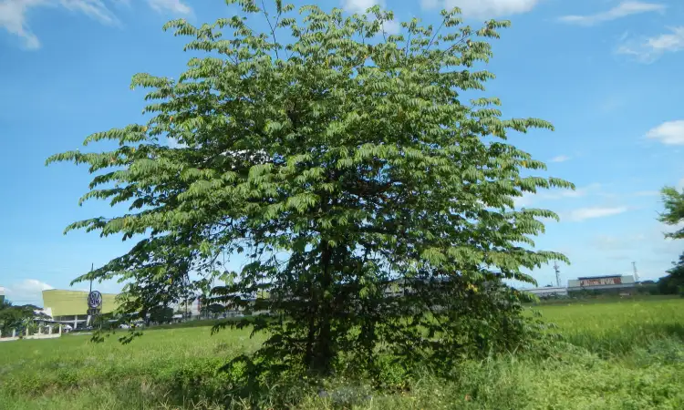 Pohon Kersen, Sumber: wikipedia.com