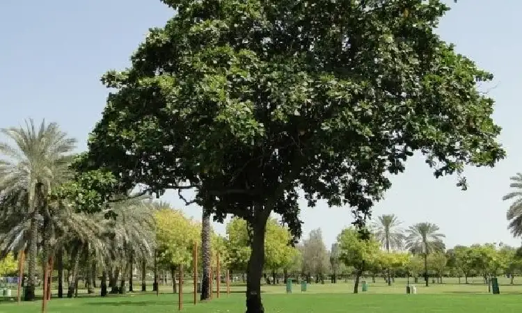 Pohon Ketapang, Sumber: nurseryalayadi.ae