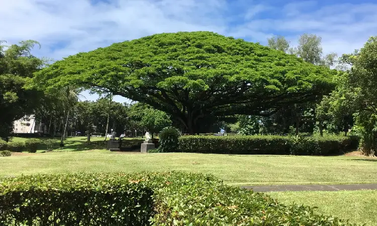 Pohon Trembesi, Sumber: squarespace-cdn.com