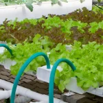 Taman hidroponik, Sumber: brightlanegardens.com