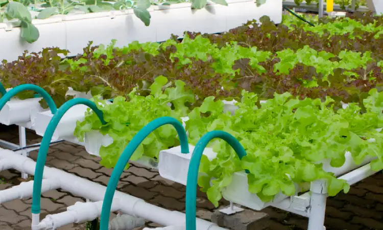 Taman hidroponik, Sumber: brightlanegardens.com