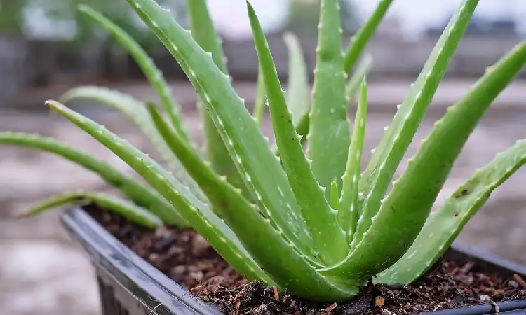 Aloe Vera, Sumber: amazon.com