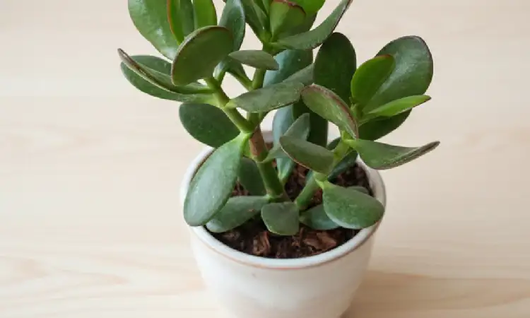 Crassula Ovata, Sumber: succulentfactory.in