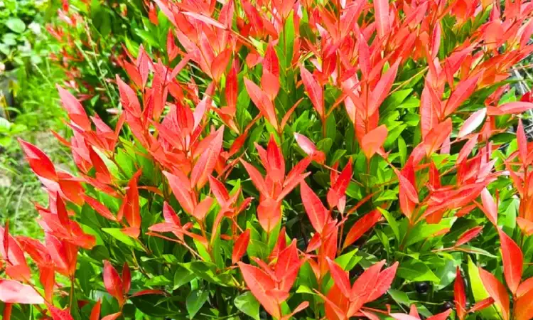 Eugenia, Sumber: lalitenterprise.com