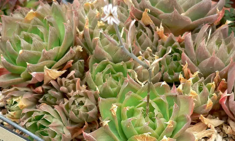 Haworthia, Sumber: wikipedia.com