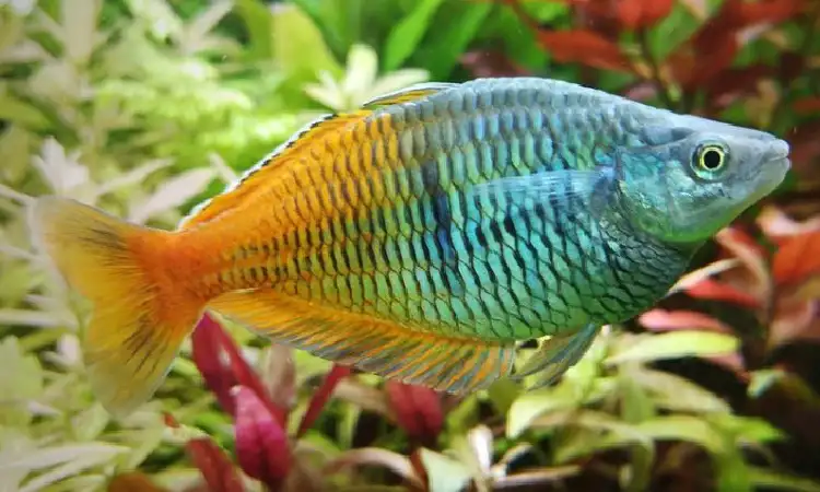 Ikan Rainbowfish, Sumber: haluan.co
