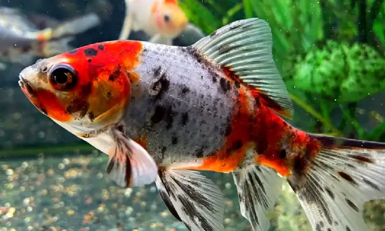 Ikan Shubunkin, Sumber: coburgaquarium.com.au