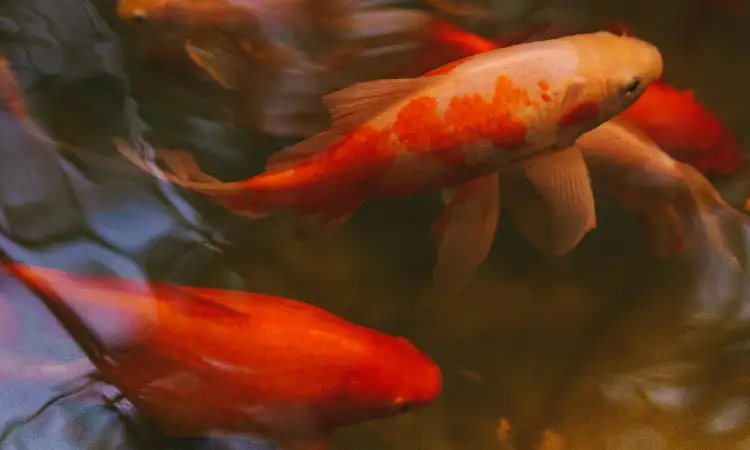 Ikan mas, Sumber: pexels.com