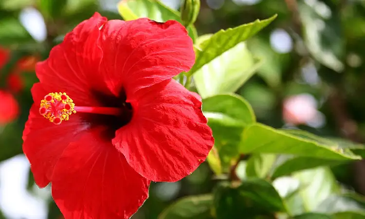 Kembang sepatu, Sumber: wikipedia.com