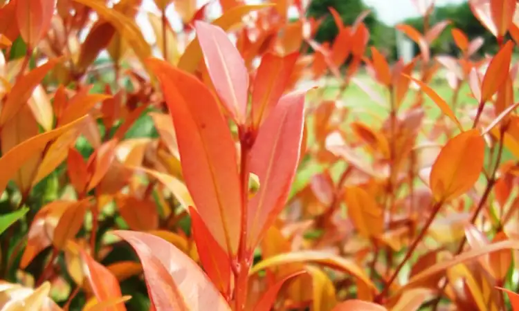 Pucuk merah, Sumber: wikipedia.com