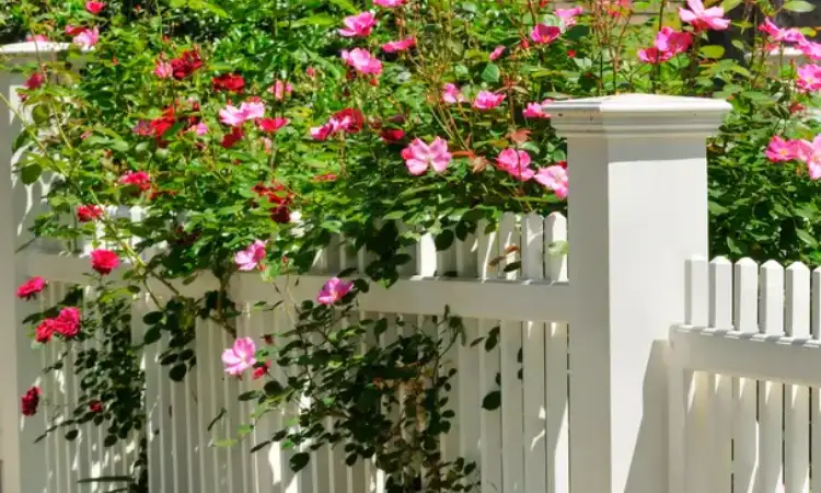 Taman pagar rumah, Sumber: dekoruma.com