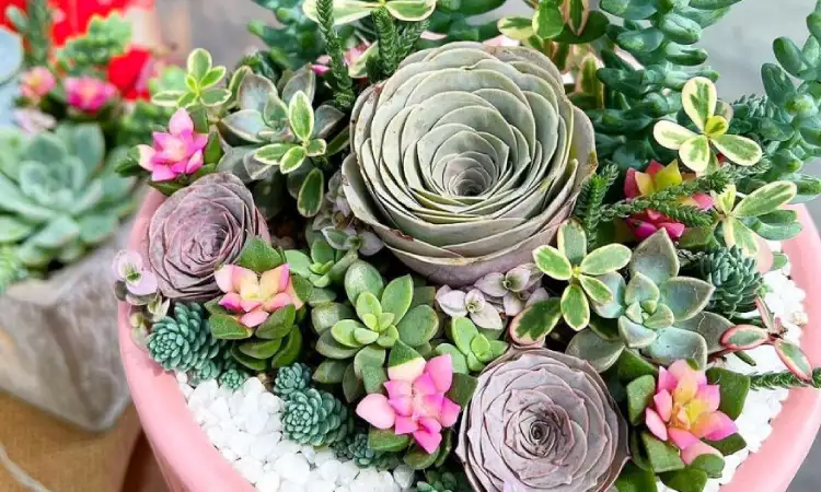 Tanaman sukulen, Sumber: thursd.com