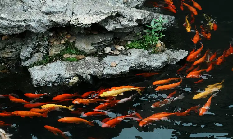 Tips membuat kolam ikan indoor, Sumber: pexels.com