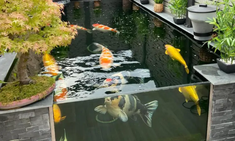 Kolam ikan koi, Sumber: pondsnorthwest.com