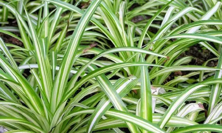 Lili Paris, Sumber: smpn12ska.sch.id