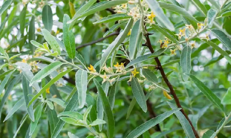 Perdu, Sumber: deorchids.com