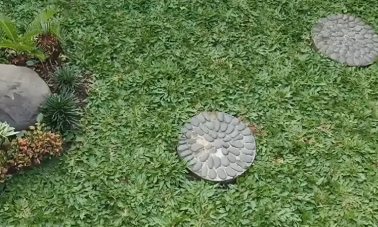 Rumput Gajah Mini, Sumber: gdm.id