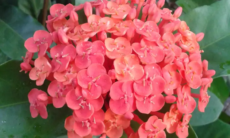 Soka, Sumber: wikipedia.com