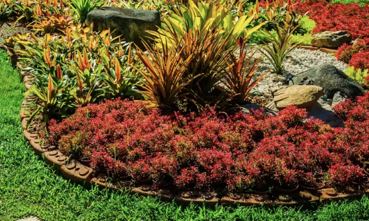 Tanaman penutup tanah, Sumber: pinhome.id