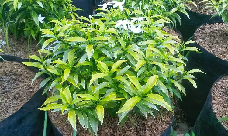 Tanaman perdu, Sumber: dekoruma.com