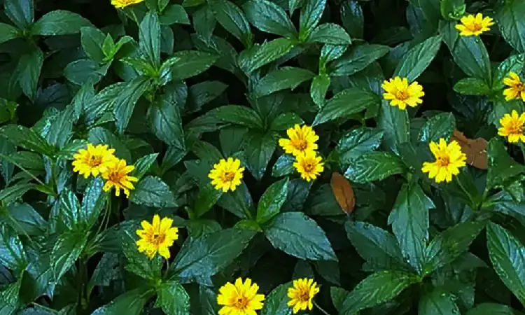 Wedelia, Sumber: nurserynisarga.in