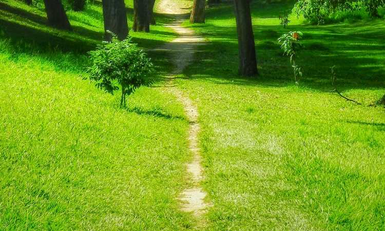 Jalan setapak full rumput, Sumber: pexels.com