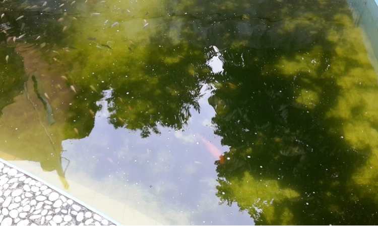 Kolam ikan keruh, Sumber: wahyu.com