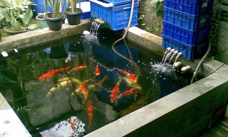 Filtrasi kolam ikan, Sumber: maxprokurnia.co.id