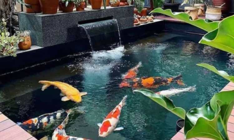 Ikan hias cepat mati, Sumber: agrotanisejahtera.co.id