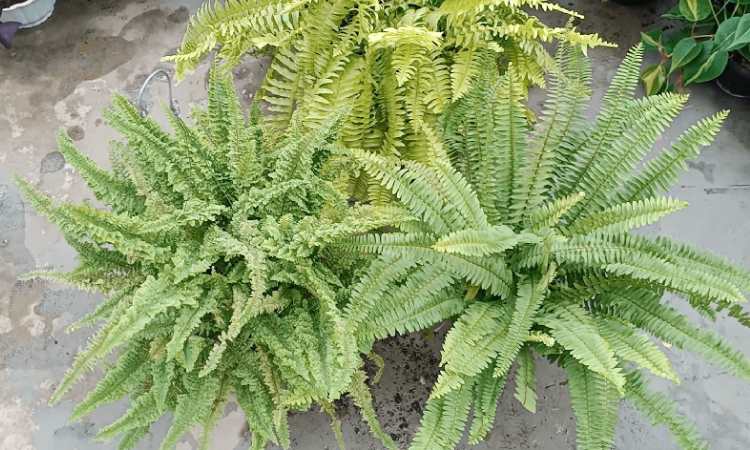 Paku Boston, Sumber: gardencenter.co.id