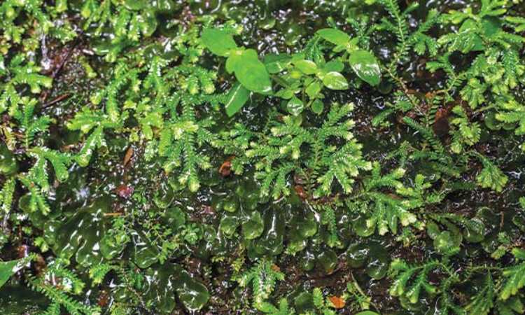 Paku Rane, Sumber: greeners.co