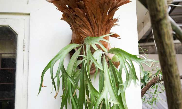 Paku Tanduk Rusa, Sumber: gdm.id