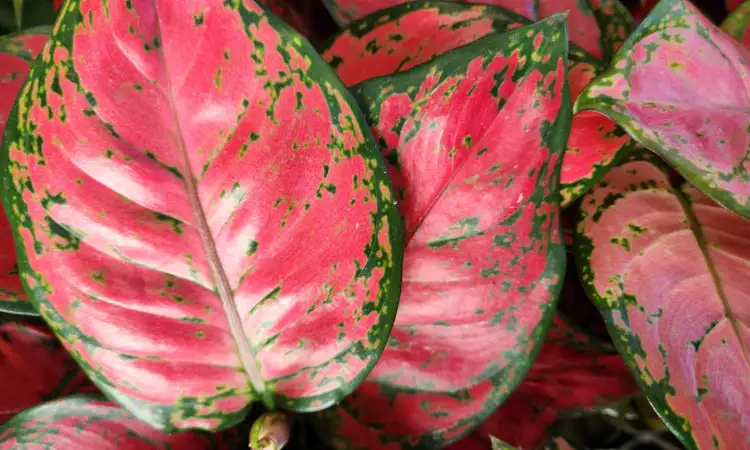 Aglaonema, Sumber: clemson.edu