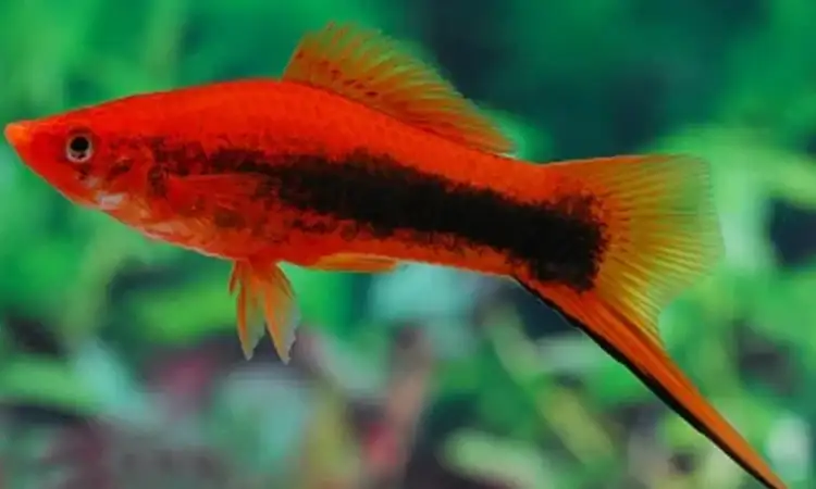 Ikan Swordtail, Sumber: completekoi.com