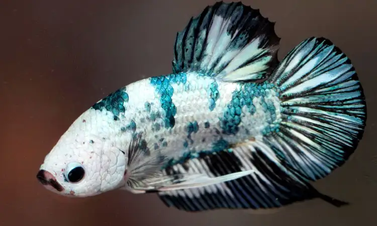 Ikan cupang, Sumber: pexels.com