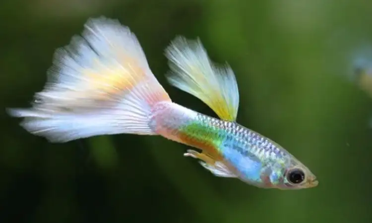 Ikan guppy, Sumber: shopee.co.id