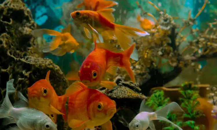 Ikan hias, Sumber: pexels.com
