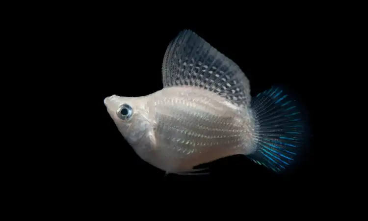 Ikan molly, Sumber: pexels.com