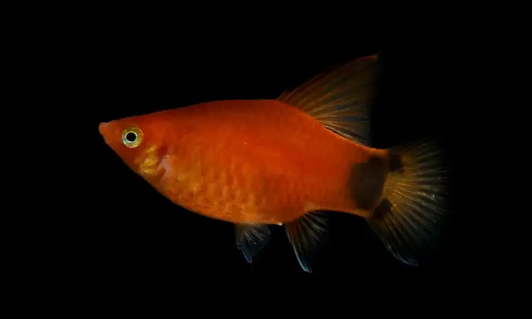Ikan platy, Sumber: pexels.com