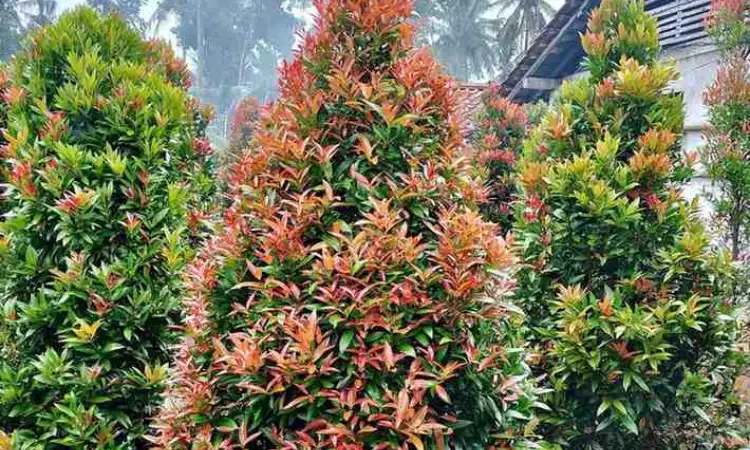 Pucuk Merah, Sumber: tamannika.com