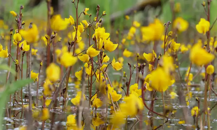 Bladderwort, Sumber: squarespace-cdn.com
