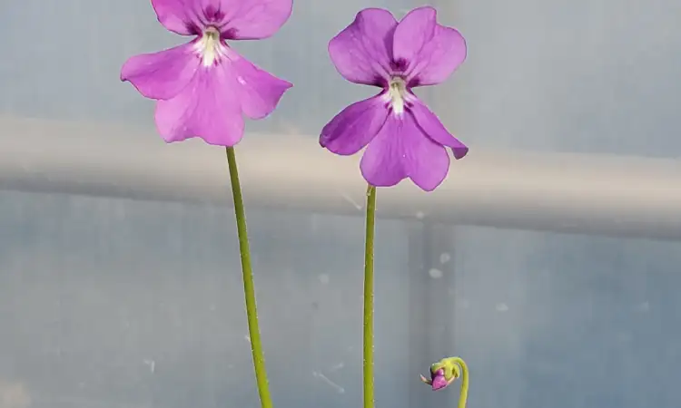 Butterwort, Sumber: whiteplainsorchids.com