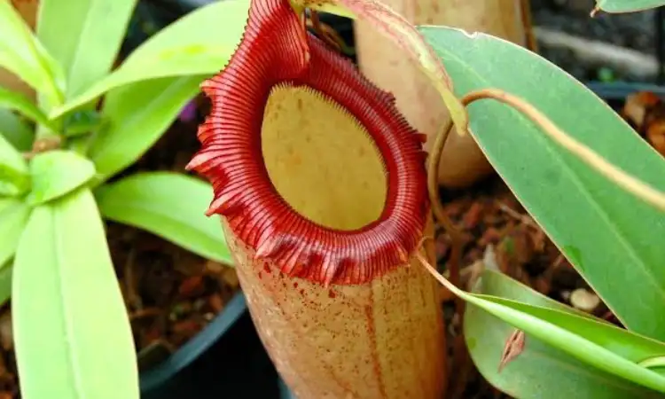 Pitcher Plant, Sumber: gstatic.com