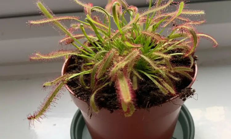 Sundew, Sumber: reddit.com