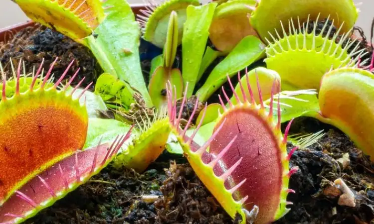 Tanaman Hias Karnivora, Sumber: detik.com