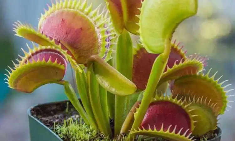 Venus Flytrap, Sumber: amazon.com